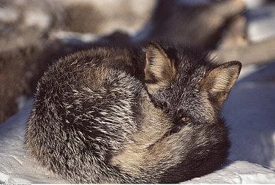 Capcom公布《街头霸王6》相扑本田角色指南